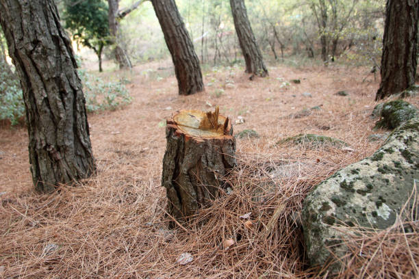 How Our Tree Care Process Works  in  Merchantville, NJ