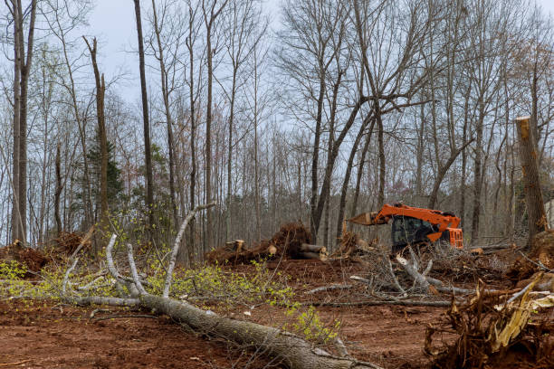 Best Root Management and Removal  in Merchantville, NJ