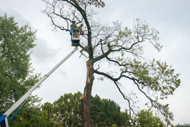 Trusted Merchantville, NJ Tree Care Experts